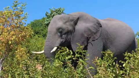 Best animals video