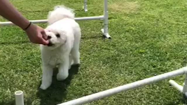Dog training slow scene tongue is so cute