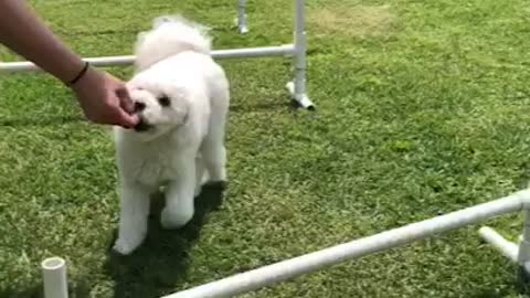 Dog training slow scene tongue is so cute