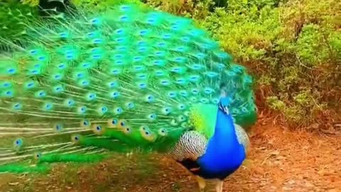 The peacock was too shocking when the screen opened