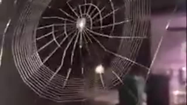 Spider making a 'perfect' web in seconds. Rare footage and it's really unbelivable