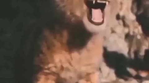 Cute baby lion