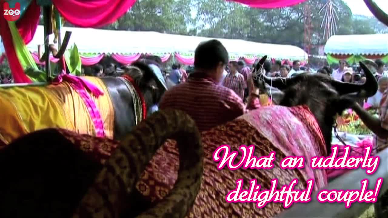 Buffalo Wedding