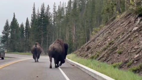Wild life what you see will blow you #animal #America #wild life