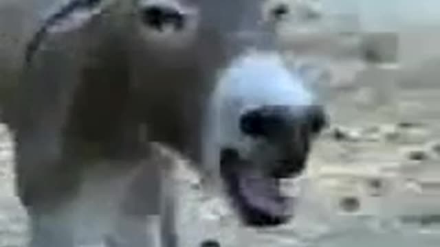 Melhor vídeo do burro rindo kkkk