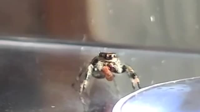 Spider talking cutely while eating bugs