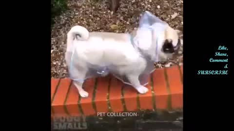 Cute And Funny Pet Videos