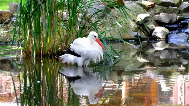 Amazing bird that will amaze you