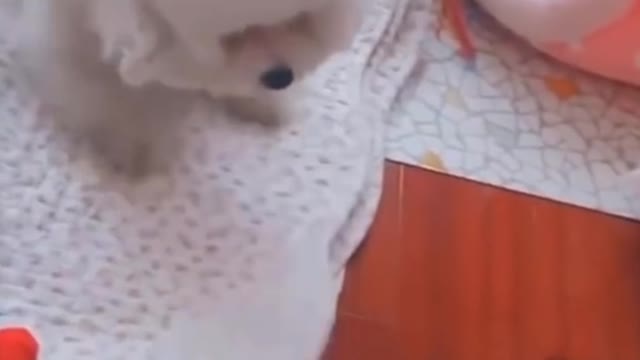 CUTE ANIMALS THAT WILL SHOCK YOU 😮