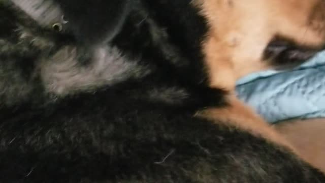Benelli Wake Up!