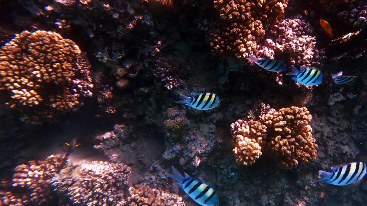 Fish school of striped sergeant major swimming on coral reef in warm water tropical ocean