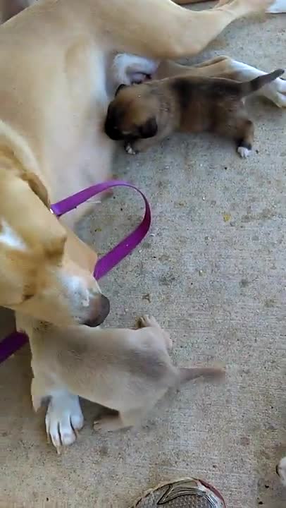 Furbaby's second outdoor adventure