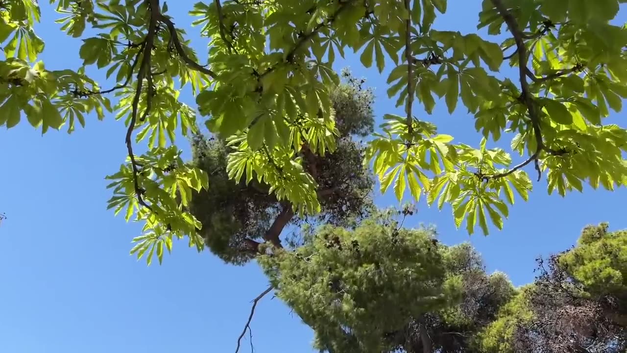 Ο ΣΦΟΔΡΟΣ ΕΛΕΓΧΟΣ ΤΟΥ ΑΓΙΟΥ ΑΝΔΡΕΑ ΔΙΑ ΧΡΙΣΤΟΝ ΣΑΛΟΥ ΣΤΟΥΣ ΚΙΝΑΙΔΟΥΣ !!!!