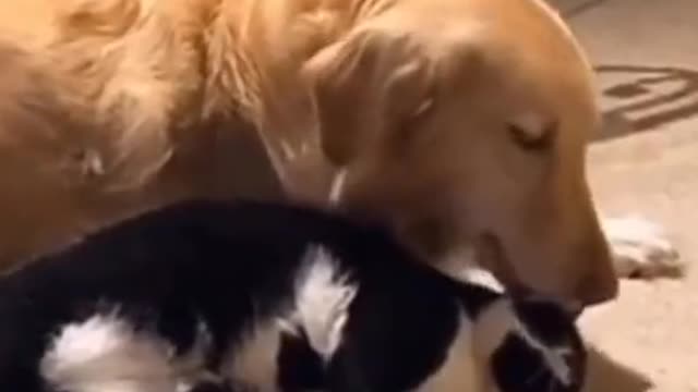 The cat loves the dog.