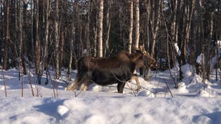 Moose by the house