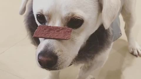 Puppy trying to stand completely still with treat on his nose but can't