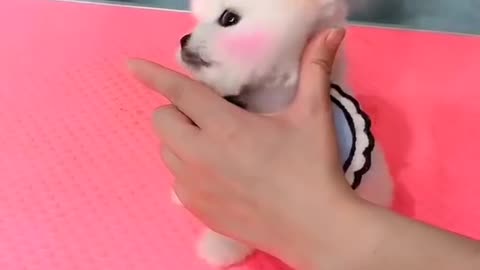 Cuteness_mini_Puppies_Videos_❤️Cute_Mini_Pomeranian