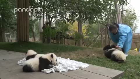 Baby Pandas with Nanny.