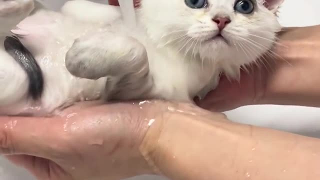 cat loving bath