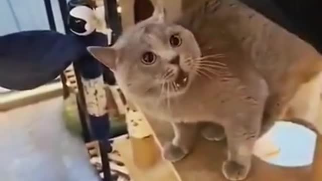 Don't Point at The Cat