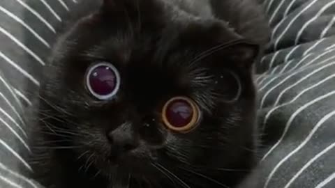 Cat with big eyes stares at his owner