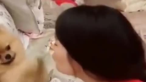 Kiss the dog prank | funny pet's life #rumble