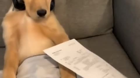 Funny dog ​​listening to music and playing video games