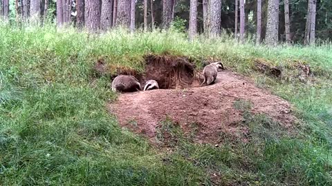 3 European Badgers