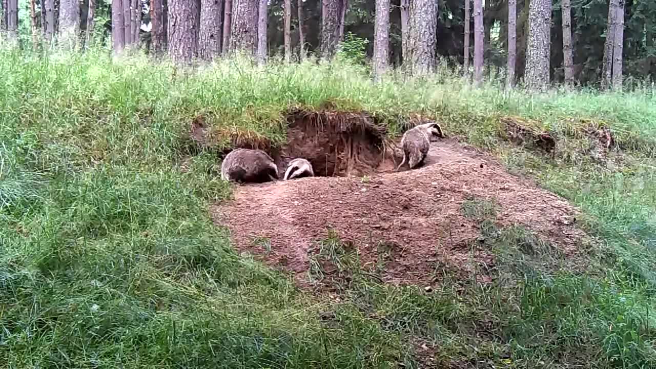 3 European Badgers