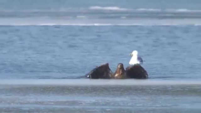 How eagles catch fish.