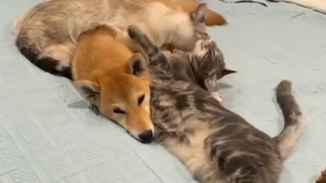 Dog cuddling with cats on the bed