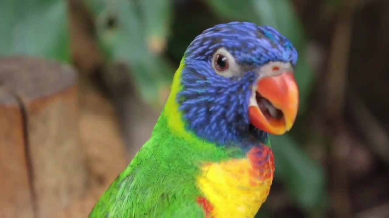 cute baby parrot beautiful video