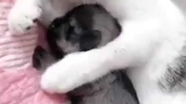 cat adopting little motherless dog