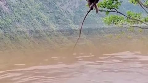 Monkey Vs Tiger