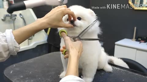 Hair style for dogs