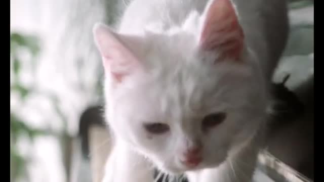 Funny and cute cats playing piano video compilation