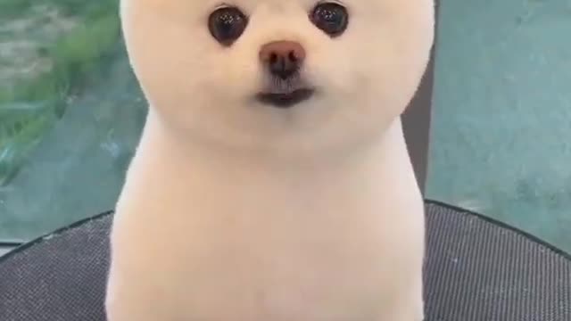 Cute Puppy 💞🥰 #shorts #cute