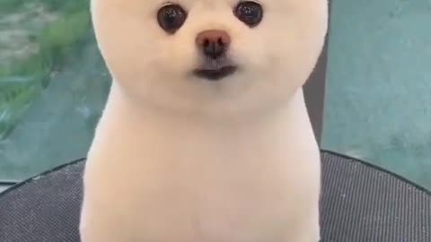 Cute Puppy 💞🥰 #shorts #cute