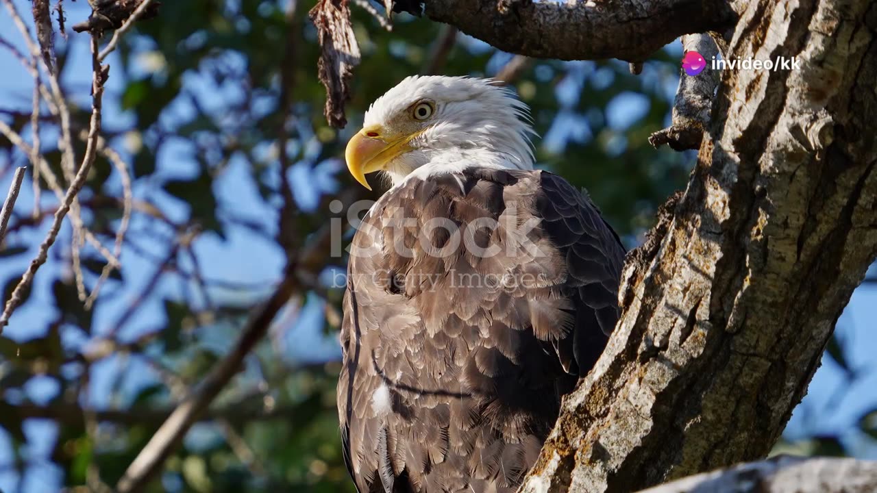 All About Bald Eagles |4K HD