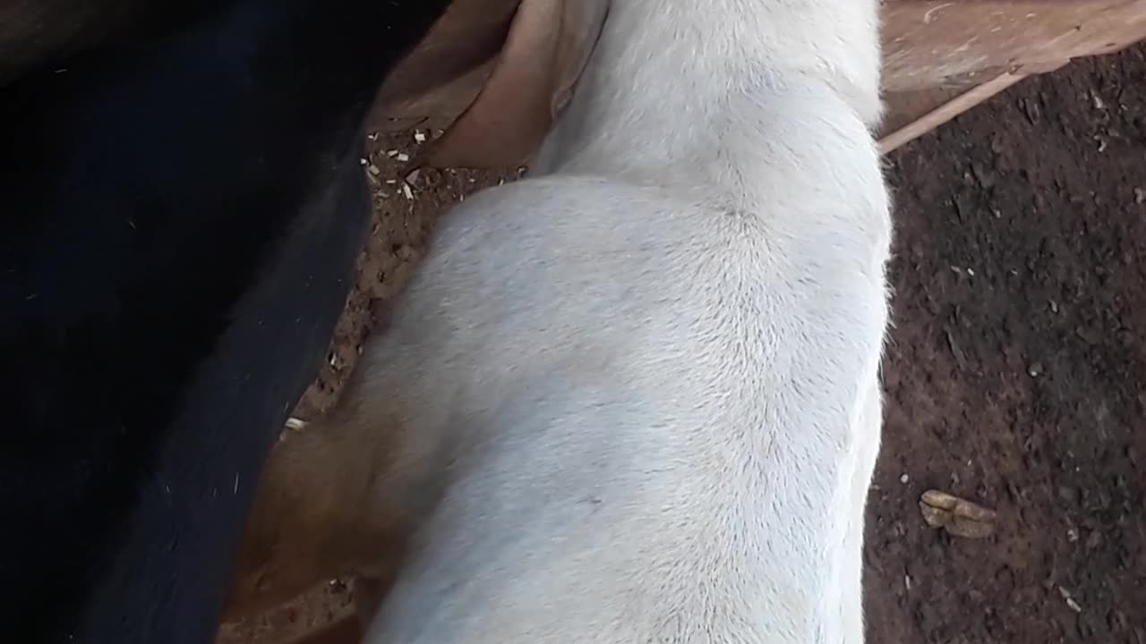 starting small goat form