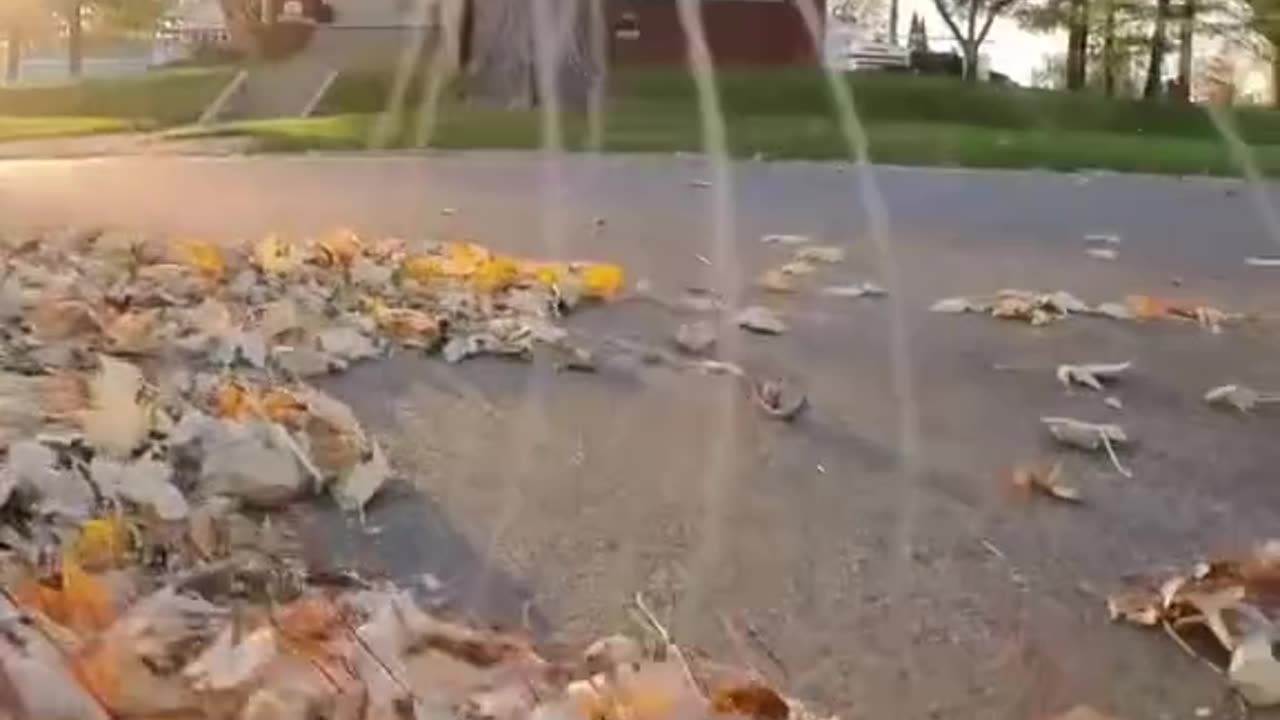 A day in a life of a cat