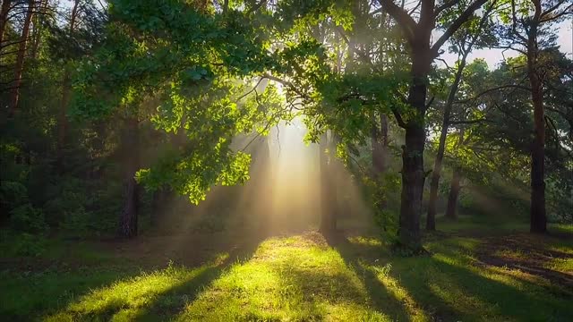 Forest landscape