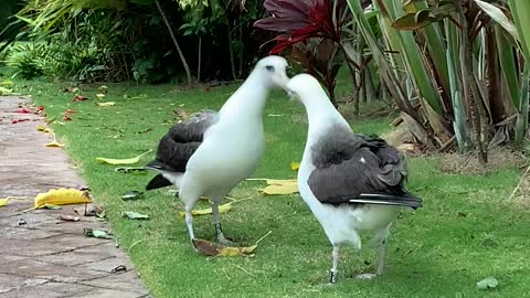 A Dance to Impress on Kauai