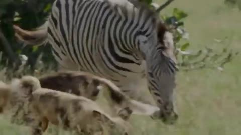 Animaux animaux