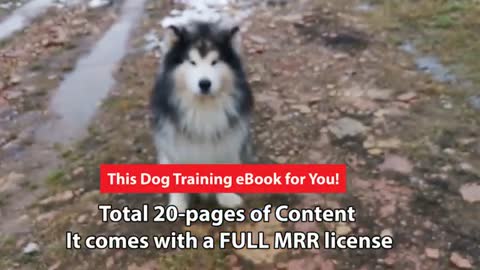 Dog training video