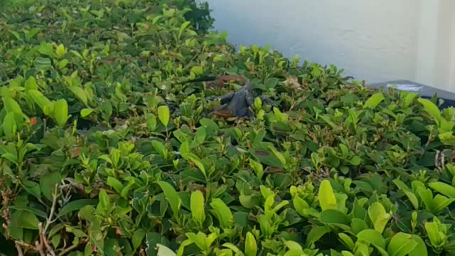 Florida iguana!