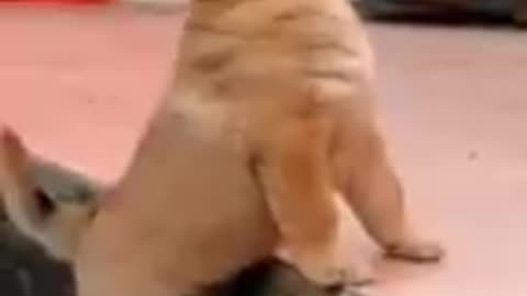❤🐶 😂 🐷❤ Cute Chicken Lover Puppy ❤🐶 😂 🐷❤