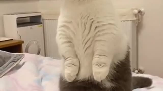 Super lazy cat | Cute Cats | Cutest Cats Compilation 2021 072