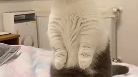 Super lazy cat | Cute Cats | Cutest Cats Compilation 2021 072
