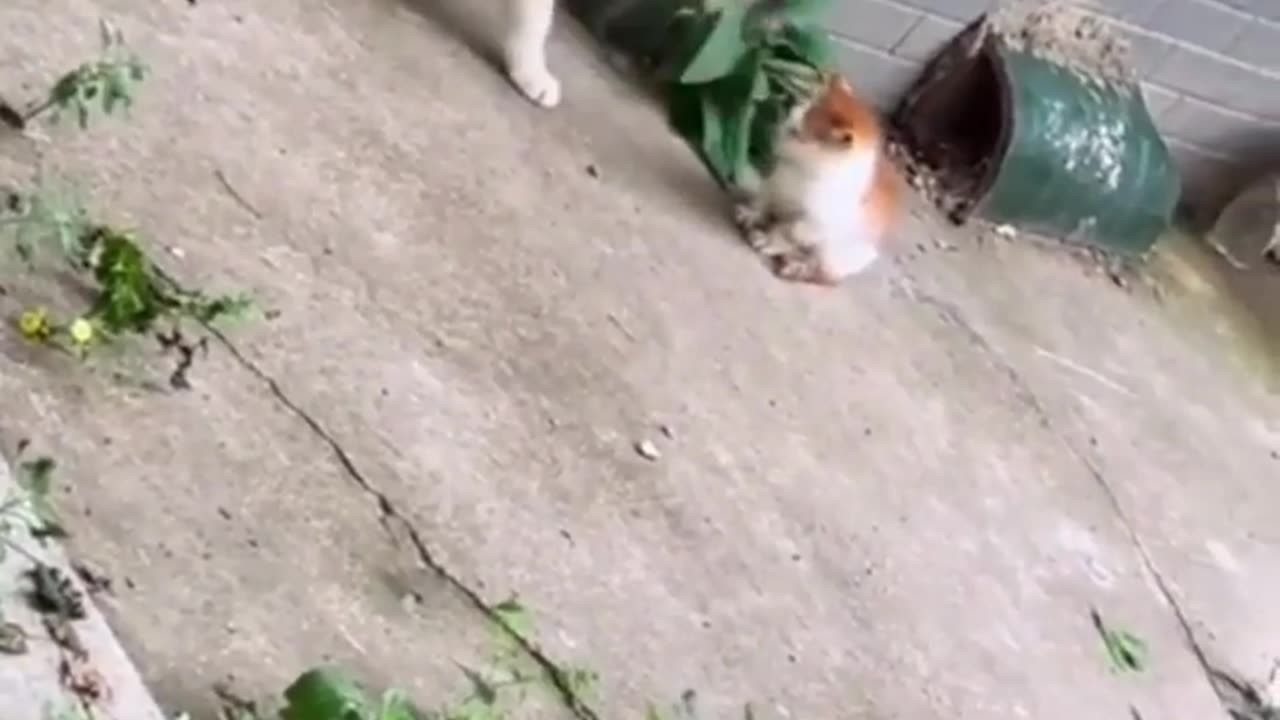 EPIC CAT MOMENT | CAT DRAMA | FUNNY PETS